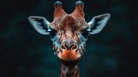 Close up portrait of giraffe head with dark background showing detailed texture of skin and distinctive pattern, focusing on nose and eyes in dramatic lighting.