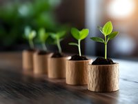 Young green seedlings growing in wooden pots arranged in row showing plant growth progression stages on dark wooden surface with natural lighting.
