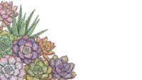 Watercolor succulent plants corner arrangement on white background isolated for botanical design and decoration projects.