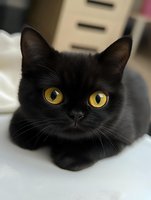 Close-up portrait of black cat with bright yellow eyes lying on white fabric, focused on mesmerizing gaze and facial features, showing mysterious feline expression.