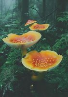 Glowing orange mushrooms with spotted caps growing in dark misty forest environment, creating magical woodland atmosphere against green foliage background.