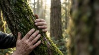 Human hands gently touching moss-covered tree trunk in peaceful forest setting, connecting with nature through mindful outdoor experience.