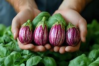 Fresh striped purple eggplants held in farmer's hands over green basil leaves background, showing organic produce from local harvest. Close up view of seasonal vegetables.