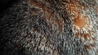Close up macro shot of animal fur texture showing detailed hair strands in black, brown and gray colors with soft focus background creating natural pattern.