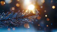 Frozen pine branch with morning frost crystals backlit by golden sunlight, creating magical winter bokeh effect against dark blue background.