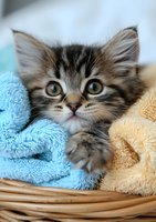 Adorable fluffy tabby kitten with bright eyes peeks out from soft blue and yellow towels in wicker laundry basket, creating heartwarming pet care scene.