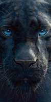 Majestic black panther with striking blue eyes close-up portrait showing detailed fur texture and intense gaze for wildlife and nature projects.