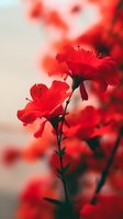 Vibrant red flowers with delicate petals and stamens against soft blurred background create romantic mood for greeting cards and valentines designs.