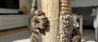 Tabby cat clinging to a scratching post with sharp claws extended, natural light, cozy living room background, pet care concept.