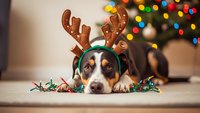 Adorable puppy wearing reindeer antlers headband lying on floor with Christmas lights, festive holiday pet costume for seasonal greeting cards and decorations.