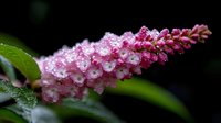 Pink glistening dewdrops on delicate flower spike against dark background, macro photography shows morning freshness on garden bloom with water droplets.