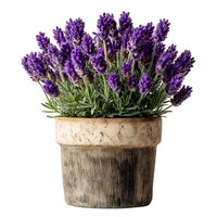 Fresh lavender flowers in rustic wooden pot isolated on white background for home decor and aromatherapy applications.