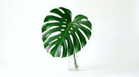 Single green monstera leaf with stem in clear glass vase on white background, isolated botanical element for interior design, home decor, and lifestyle projects.