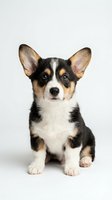 Adorable tricolor corgi puppy sitting on white background, isolated for pet care designs, veterinary marketing, and animal lover merchandise.