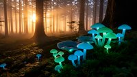 Glowing blue bioluminescent mushrooms in misty forest at sunrise creating magical fantasy woodland scene for nature and mystical design projects.