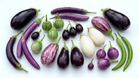 Assorted purple and white eggplant varieties including Japanese, Italian, and baby eggplants arranged on white background for culinary and cooking designs.