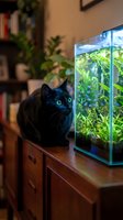 Black cat with striking blue eyes gazing at aquarium filled with aquatic plants on wooden furniture in home interior with bookshelf background, pet watching fish tank.