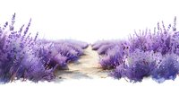 Watercolor lavender field landscape with purple flowers and path through blooming plants on white background, artistic botanical illustration.