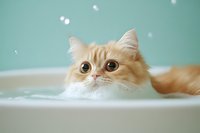 Adorable cream Persian cat taking bubble bath, peeking over bathtub edge with wide-eyed curious expression against mint green background. Perfect for pet care advertising.