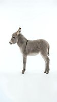Gray donkey foal standing in profile on white background isolated for design projects and educational materials.