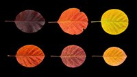 Autumn leaves in gradient color progression from dark brown to yellow, isolated on transparent background. Ready for clipart, t-shirt design, stickers, print-on-demand products and sublimation projects.