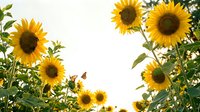 Bright yellow sunflowers blooming in sunny field with green leaves against clear sky. Natural summer agriculture scene for seasonal content.