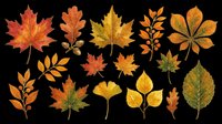 Autumn leaves collection in warm orange, red, yellow and green tones, isolated on transparent background, ready for stickers, sublimation, and print on demand.
