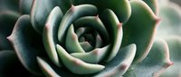 Green succulent plant with pink edges in spiral formation, close-up macro photography showing natural geometric patterns and soft lighting for botanical decor.