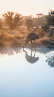 Emu drinking water at dawn with perfect reflection in calm pond surrounded by Australian outback landscape during golden hour sunrise.