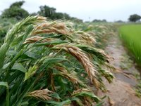 Ripe wheat ears bending under rain in green agricultural field, dramatic close-up view of cereal crop during summer storm showing farming and harvest concept.