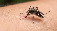 Aedes aegypti mosquito feeding on human skin showing detailed insect anatomy and blood-sucking behavior for medical and educational content.