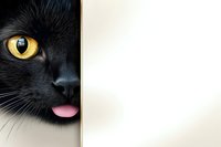 Close-up of black cat face with bright yellow eye and pink tongue against light beige background, perfect for pet-related designs.