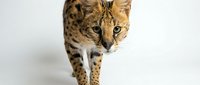 Serval cat walking forward on white background, exotic wild feline with spotted golden coat and large ears, isolated studio portrait for design projects.