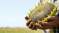 Farmer holding mature sunflower head with ripe seeds in agricultural field. Harvest time concept for farming, agriculture, and food production industry use.