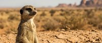 Alert meerkat standing upright on cracked desert ground, scanning the horizon with rocky mesa landscape in the warm background.