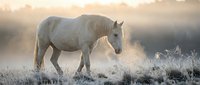 White horse standing in frost-covered field at dawn, surrounded by misty atmosphere and frozen vegetation, suitable for equestrian, nature, and winter-themed projects.