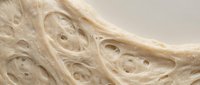 Macro close-up of cellular tissue structure showing detailed cross-sections with hollow chambers and organic patterns, suitable for medical, scientific, and educational materials.