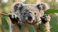 Adorable koala bear holding eucalyptus branch with green leaves in natural habitat. Cute Australian marsupial wildlife portrait for nature conservation.