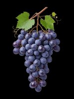 Bunch of dark blue grapes with green leaves and brown stem isolated on transparent background, ready for clipart, t-shirt design, stickers, print-on-demand products and sublimation projects.