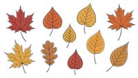 Autumn leaves collection with maple, oak and birch foliage in warm fall colors isolated on white background for seasonal design projects.