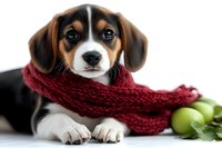 Adorable beagle puppy wearing burgundy knit scarf lying next to green apples on white background, looking at camera with expressive eyes and sweet expression.