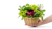 Fresh organic herbs and leafy greens in wicker basket held by hands on white background, healthy cooking ingredients for culinary recipes and meals.