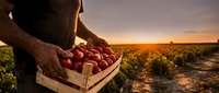 Farmer holding wooden crate full of fresh red apples in orchard during golden hour sunset. Agricultural harvest concept for organic farming and food production.