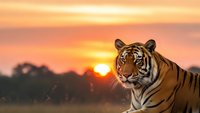 Majestic tiger portrait at golden hour sunset with warm orange sky and silhouetted trees in background creating dramatic wildlife scene for nature photography.