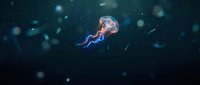 Translucent jellyfish floating in dark ocean water with glowing tentacles and bioluminescent particles creating magical underwater atmosphere.