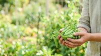 Farmer holding fresh green beans harvested from organic garden, sustainable agriculture and local produce concept.