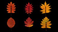 Autumn leaf collection featuring six isolated fall foliage designs in vibrant orange, red, and yellow tones. Transparent background, ready for t-shirts, clipart, stickers, and print-on-demand projects.