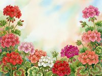 Watercolor geranium flowers in red, pink, white and magenta blooming in a lush garden border with soft pastel sky background.