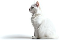 White Turkish Angora cat with blue eyes sitting gracefully against white background, side view portrait showing elegant long fur and distinctive profile.