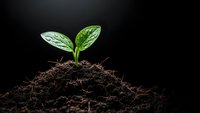 Young green plant seedling emerging from rich dark soil against black background symbolizing new life, growth, and environmental sustainability.